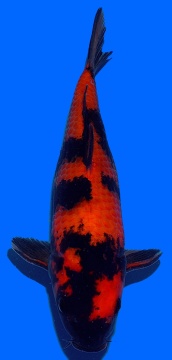 Hi Utsuri Genjiro 28cm Nisai Female HQ - VERKAUFT! 