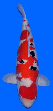 Sanke Maruyu 68cm Gosai Female VHQ 
