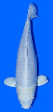 Platina Toshinobu Igarashi 58cm Nisai Female VHQ 
