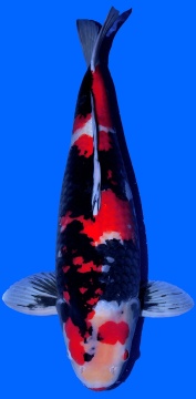 Showa Isa 72cm Yonsai Male VHQ 
