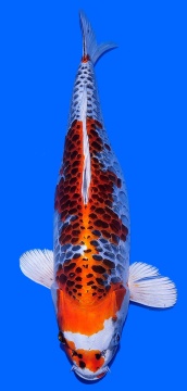 Big Scale Ozumi Igarashi 53cm Sansai Female 