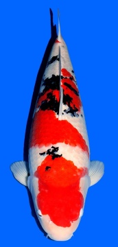 Sanke Dainichi 70cm Sansai  Female VHQ 