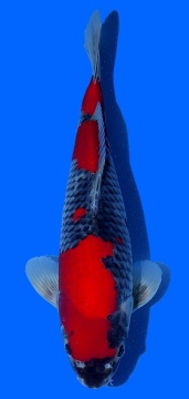 Goshiki Kawakami 42cm Nisai VHQ 