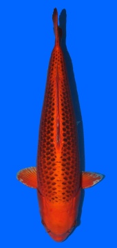 Kin Matsuba Higashi 68cm Sansai Female VHQ 