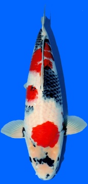Showa Dainichi Toyota 59cm Nisai Female VHQ 
