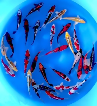 Aoki High Quality Tosai Tateshita ca 22cm ab 249€ Stck 