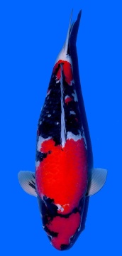 Showa Dainichi 68cm Sansai Female VHQ 