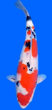 Sanke Sakai FF 55cm Nisai Female VHQ 