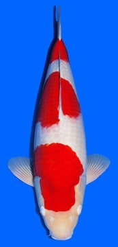 Kohaku Sakai FF 61cm Nisai Female SHQ 