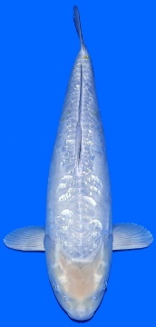 Ginrin Bigscale Oyama 70cm Gosai Female VHQ - VERKAUFT! 