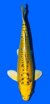 Aoki Big Scale 37cm Nisai Female VHQ 