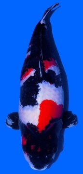 Showa Dainichi 78cm 6J Female VHQ 