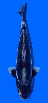 Kawari Toshinobu Igarashi 48cm 16 Monate HQ 