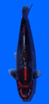 Metalic Ochiba Toshinobu Igarashi 45cm 16 Monate FemaleVHQ 