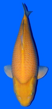 Super Mango Higashi 71cm Nisai Female VHQ - VERKAUFT! 