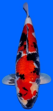 Showa Dainichi 69cm Sansai Female VHQ 