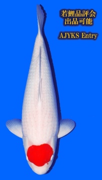 Tancho Kohaku Tamaura 57cm Nisai Female SHQ 