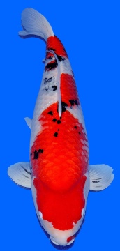 Sanke Dainichi Mr.Big 72cm 2J Female VHQ 