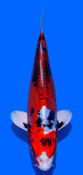 Benikikokuryu Aoki 36cm Nisai Female VHQ 
