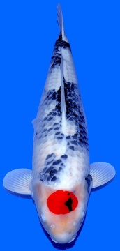 Tancho Showa Dainichi 65cm 2J Female VHQ 