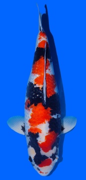 Ginrin Showa 58cm Toshinobu Igarashi Sansai Female VHQ 