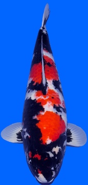 Showa Omosako 78cm Gosai Female VHQ 
