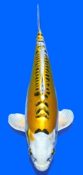 Hariwake Aoki Nisai 36cm Female VHQ 