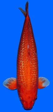 Ginrin Oranje Momotaro 66cm Sansai Female 