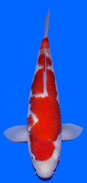 Kohaku Genjiro 32cm Nisai Female  HQ 