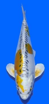 Big Scale Aoki 30cm Nisai Female HQ 