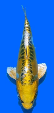 Big Scale Aoki 27cm Nisai HQ 