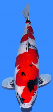 Showa Dainichi Toyota 75cm Yonsai Female VHQ 