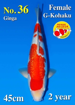 Ginrin Kohaku Matsue 45cm Nisai Female VHQ 