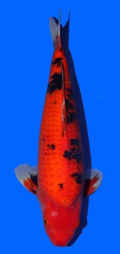 Aka Bekko Izumyia 60cm Sansai Female VHQ 
