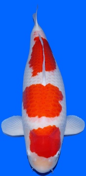 Kohaku Sakai FF 72cm 5J Female VHQ 