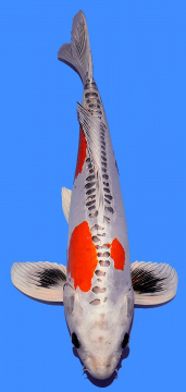 Benikikokuryu Ikarashi 52cm Male 