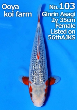 Ginrin Asagi Oya 35cm Nisai Female SHQ - 1 Platz & Botan Preis 