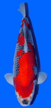 Goshiki Kawakami 54cm Nisai Female VHQ 