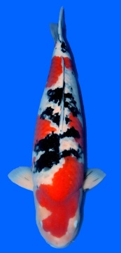 Sanke Sakai Ltd Hiroshima 76cm Gosai Female VHQ 