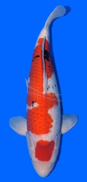 Maruten Sanke Sakai Ltd Hiroshima 58cm Nisai Female HQ 