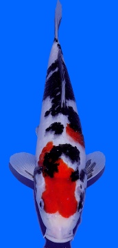 Showa Genjiro 35cm Nisai HQ - VERKAUFT! 