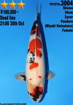 Showa Dainichi Toyota 54cm Nisai Female Pandora 
