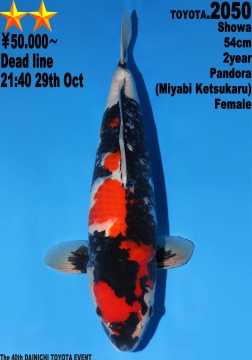 Showa Dainichi Toyota 54cm Nisai Female 