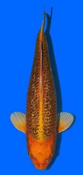 Ginrin Matsuba Momotaro 50cm Nisai Male VHQ 