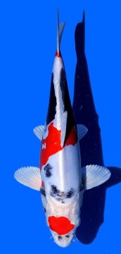 Benikikokuryu Aoki 36cm Nisai Female SHQ 