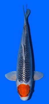 Tancho Kujaku Saito 40cm 16 Monate VHQ 