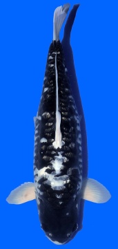 Ginrin Bigscale Takatatzu 63cm Yonsai Female VHQ 