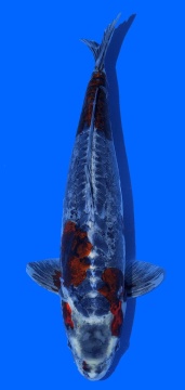 Bigscale Toshinobu Igarashi 46cm 16 Monate VHQ 