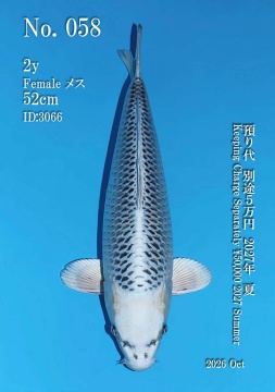 Gin Matsuba Omosako 52cm Nisai Female VHQ 