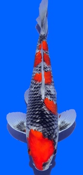 Goshiki Aoki 30cm Nisai Female HQ - VERKAUFT! 